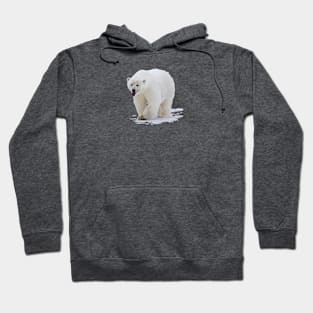 Polar Puppy Hoodie